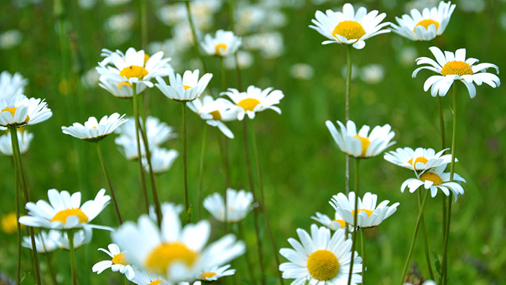 White flowers in a green field